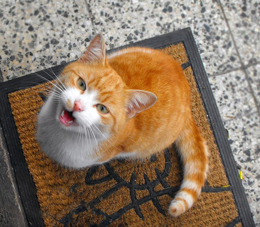 A cat sitting on a welcome mat, looking up, and meowing